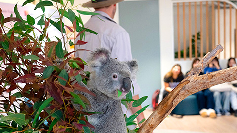 Lexisブリスベン写真